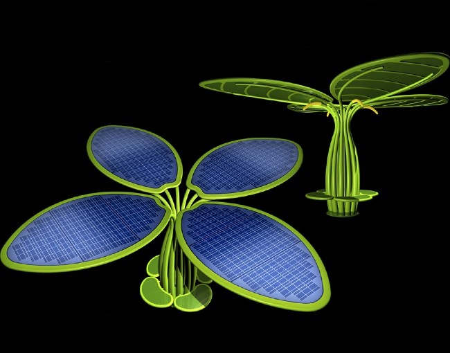 Gallery foto n.11 Desert Flower 